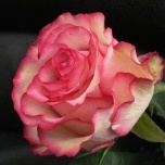 Carrousel Roses d'Equateur Ethiflora